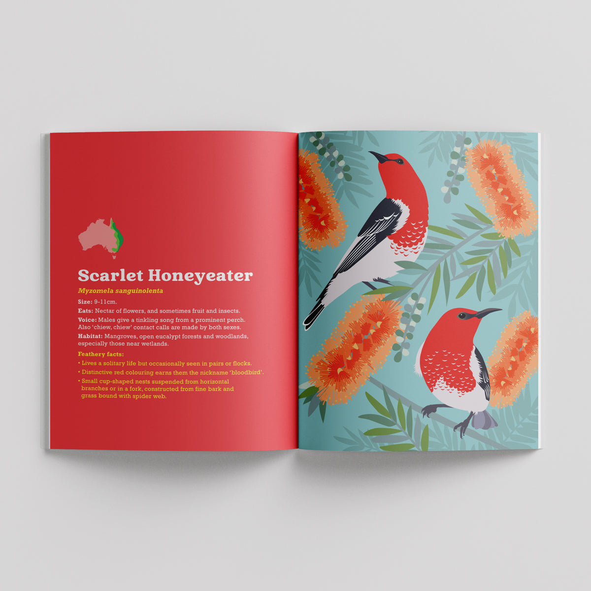 Birds in my Australian Back Yard paperback picture book by Sarah Epstein.