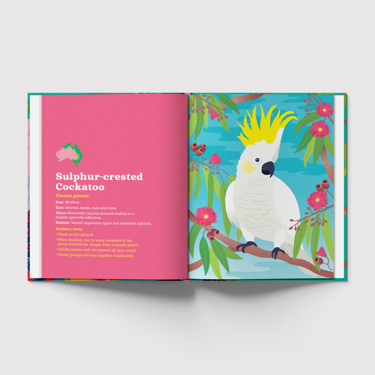 Birds in my Australian Back Yard hardcover picture book by Sarah Epstein.