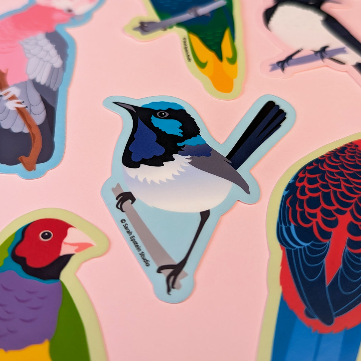 Superb Fairy-wren die-cut vinyl sticker by Sarah Epstein Studio.
