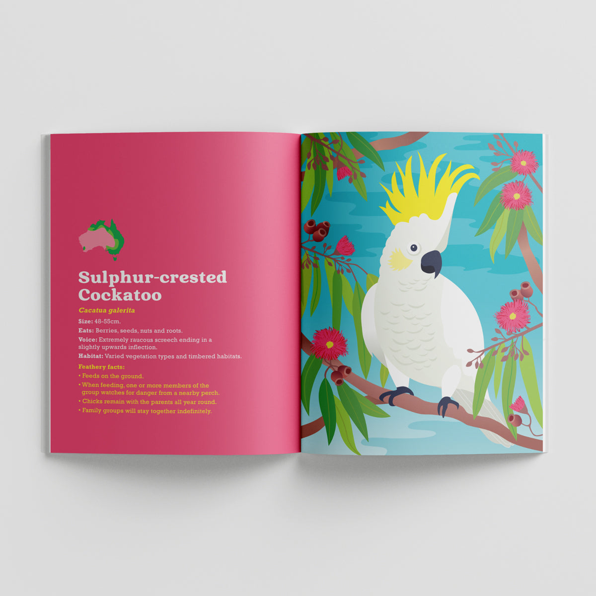 Birds in my Australian Back Yard paperback picture book by Sarah Epstein.