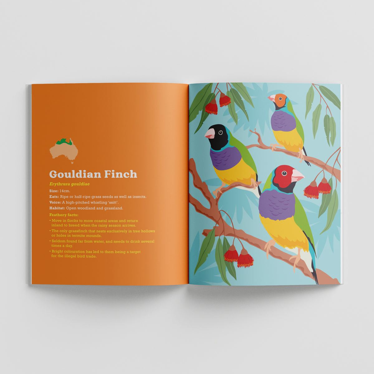 Birds in my Australian Back Yard paperback picture book by Sarah Epstein.